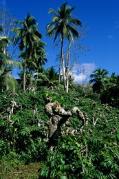 Archipel-des-Comores;-Cocotier;-France;-Kaleidos;-Kaleidos-images;-La-parole-à-limage;-Laurent-Abad;-Mayotte;-Nature;-Océan-Indien;-Palmier;-Paysage;-Stories-Pictures;-Tronc-tordu;-Végétation